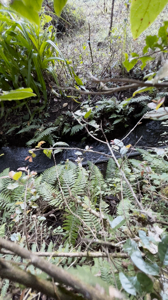 Terreno con Apantle en Cerro Gordo