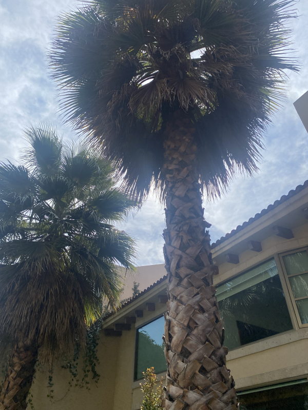 Casa En Renta En Lomas Anáhuac