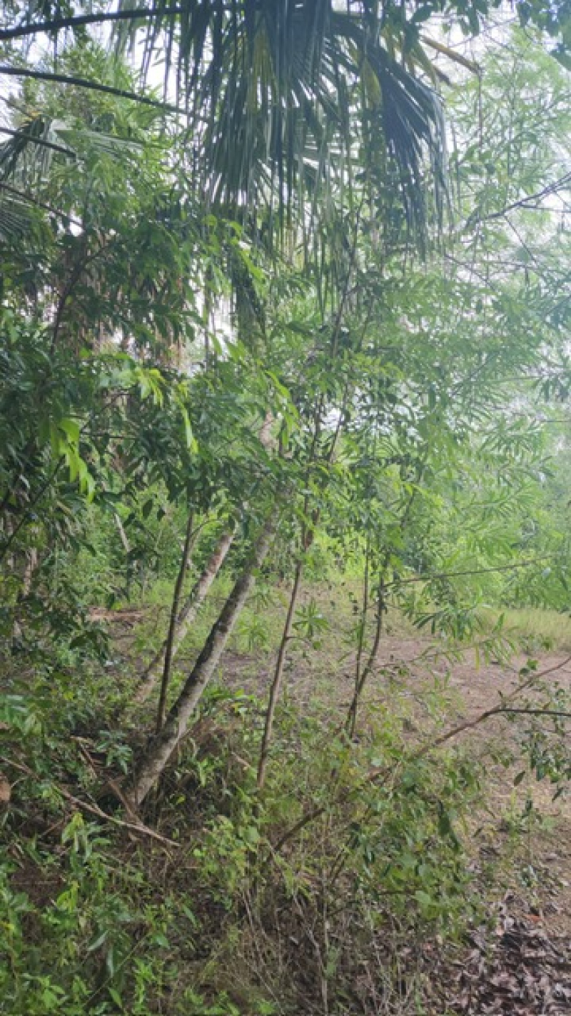 Terreno En Venta En  Bacalar