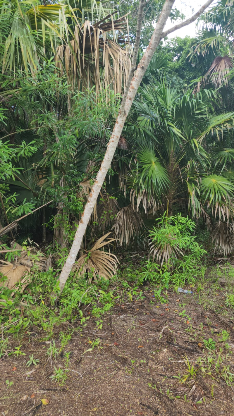 Terreno En Venta En  Bacalar