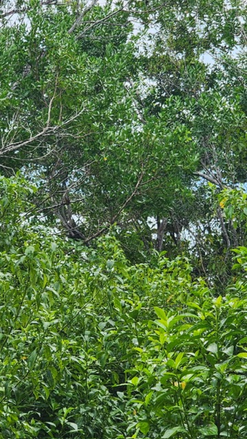 Terreno En Venta En  Bacalar