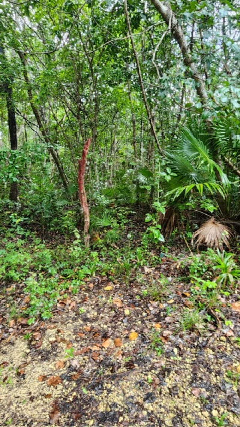 Terreno En Venta En  Bacalar