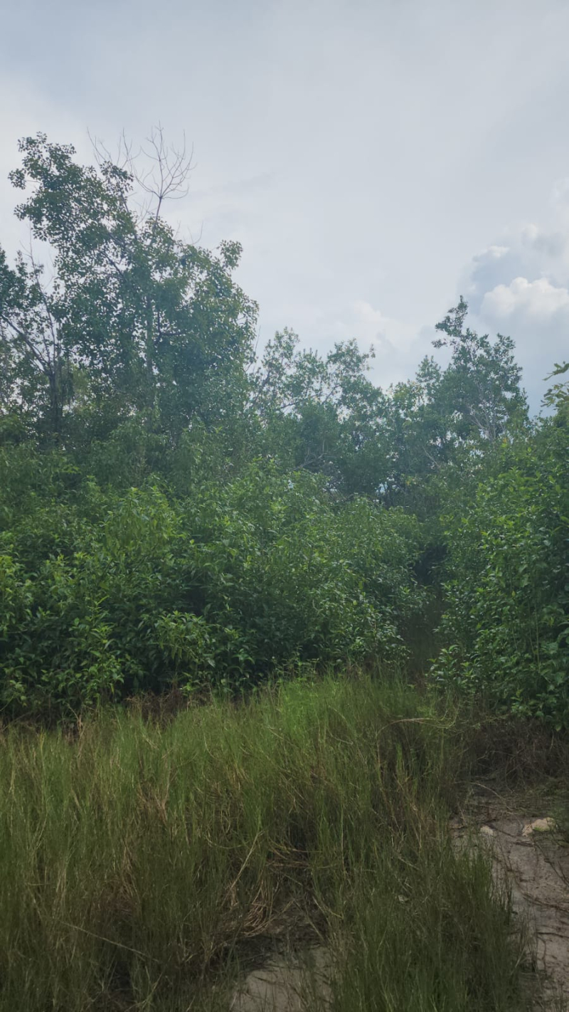 Terreno En Venta En  Bacalar