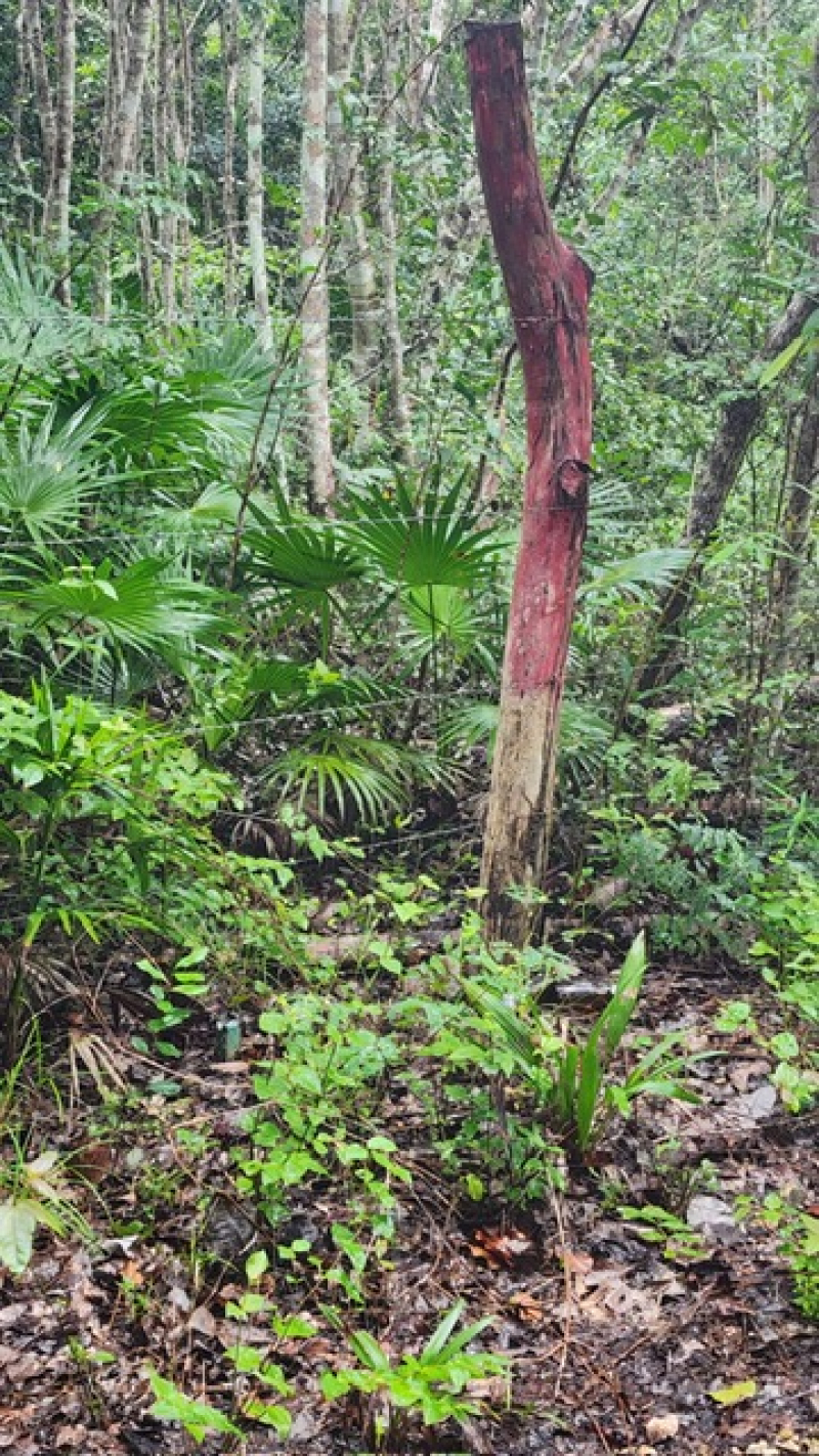 Terreno En Venta En  Bacalar