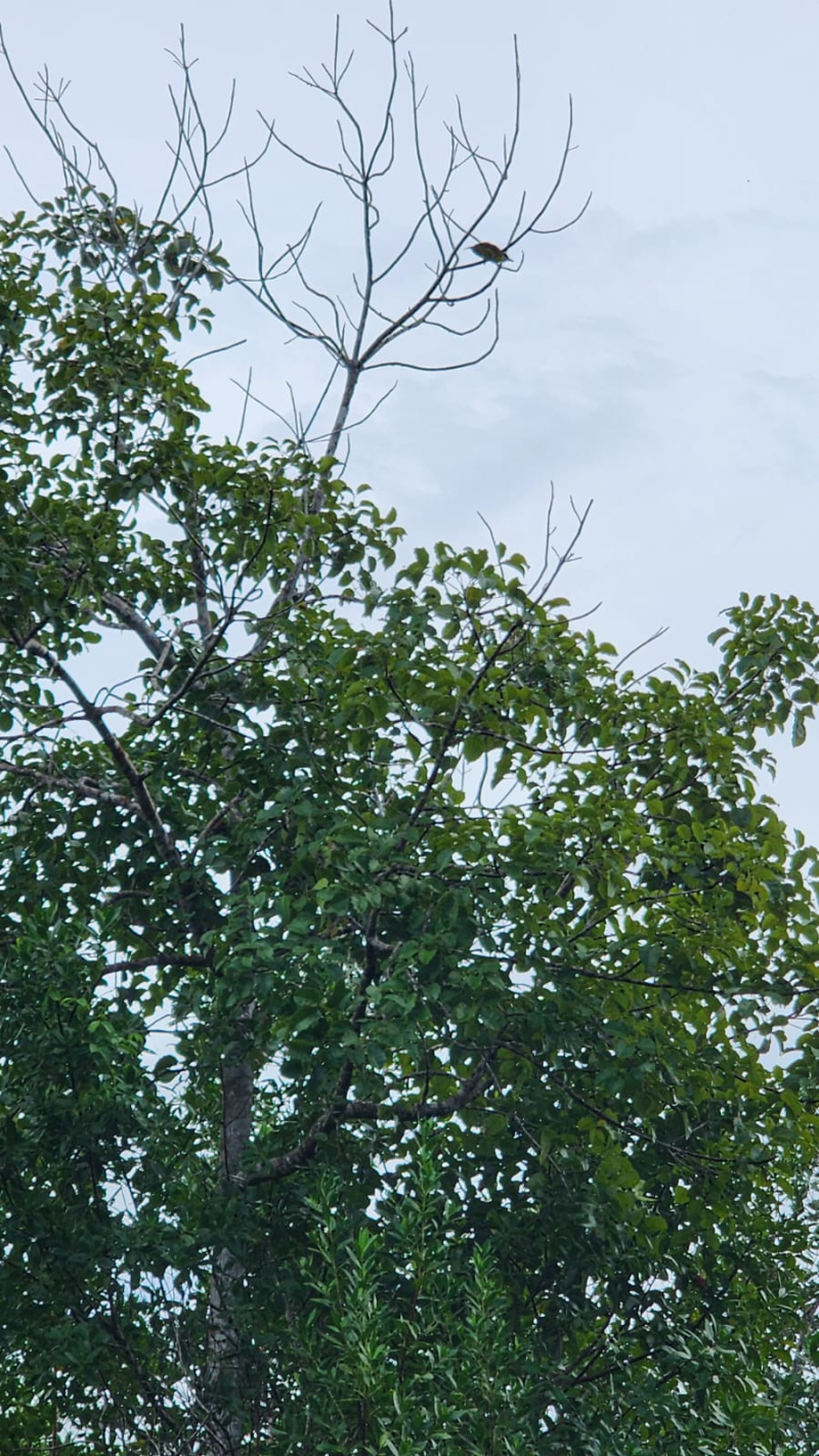 Terreno En Venta En  Bacalar