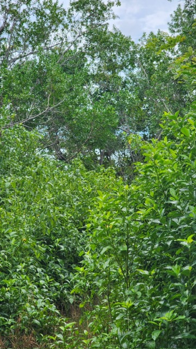 Terreno En Venta En  Bacalar