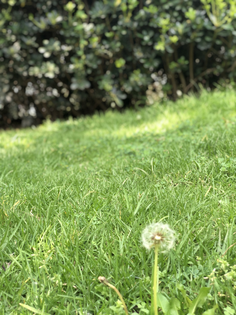 Terreno En Venta En Bosque Real