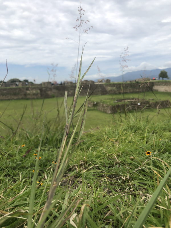 Terreno En Venta En Bosque Real