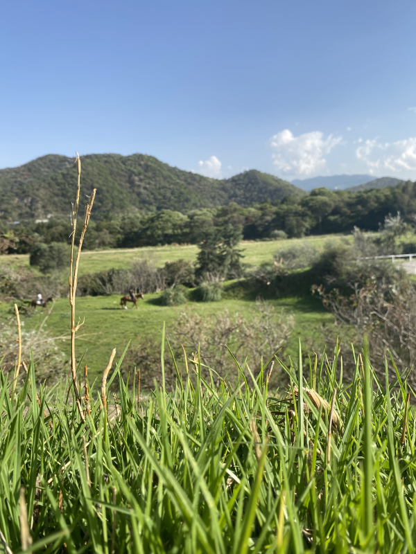 Terreno En Venta En Bosque Real