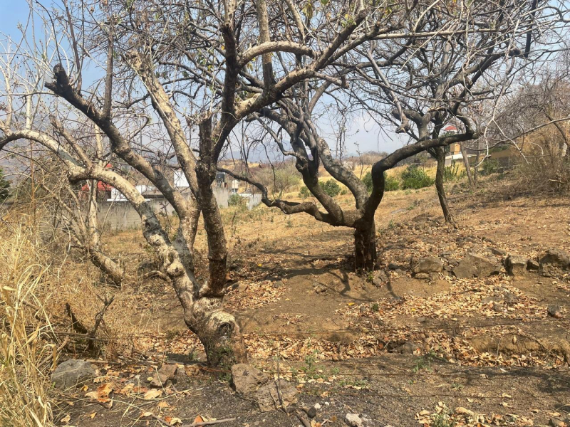 Terreno En Venta En Tlayacapan 