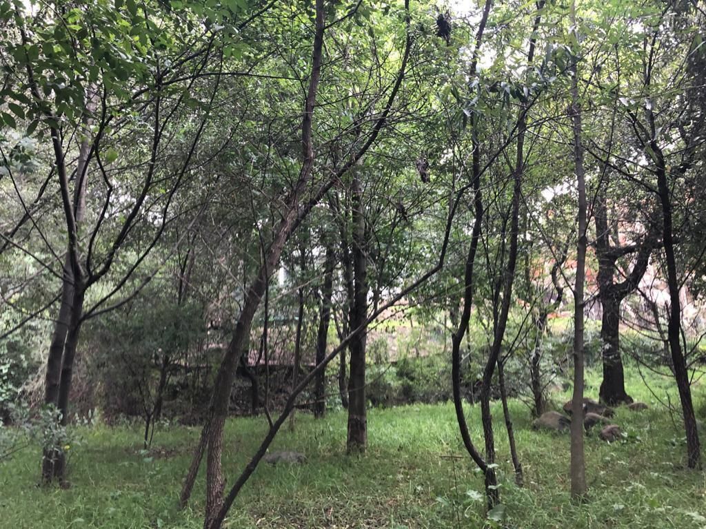 Terreno En Venta En Bosque Real, $10,850,000