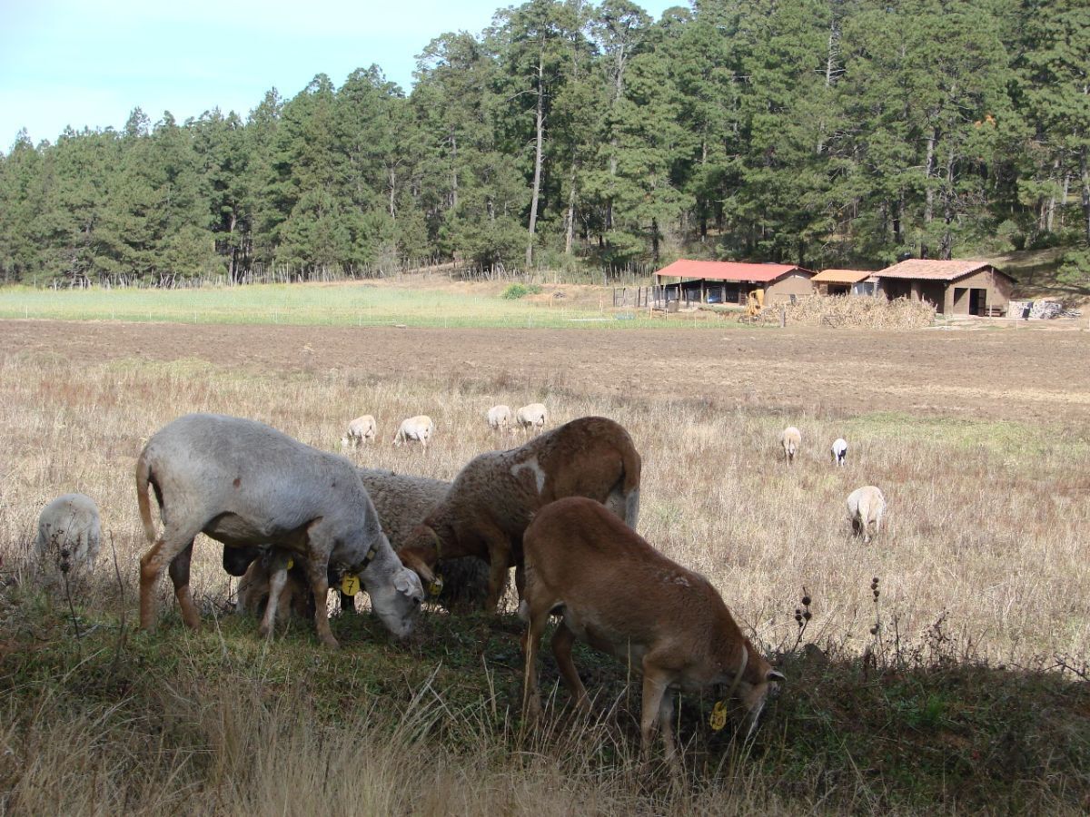 Hermoso Rancho CALATE I En Venta En Juanacatlan A 15 Min. De Tapalpa Con Bosque.