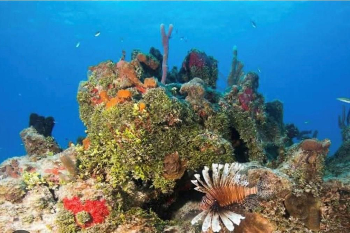 Terreno con cabañas a orilla de playa en Xcalak Quintana Roo