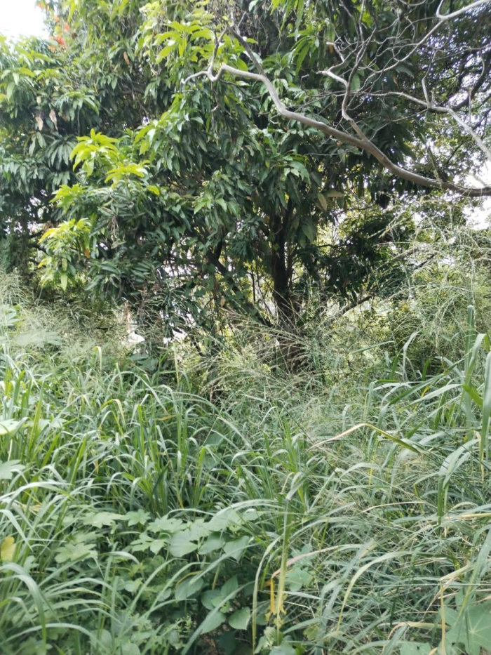 VENTA DE TERRENO CENTRO DE CUERNAVACA