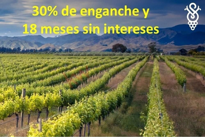 Terreno y viñedos a km 9.5 de la carretera San Miguel de Allende - Querétaro, a