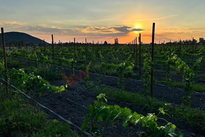 Terreno y viñedos a km 9.5 de la carretera San Miguel de Allende - Querétaro, a