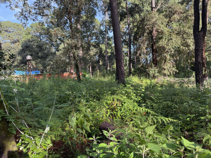 terreno en cerro gordo