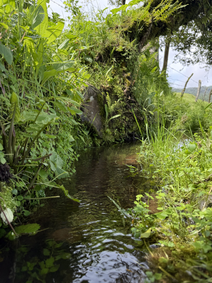 joya en san josé potrerillo
