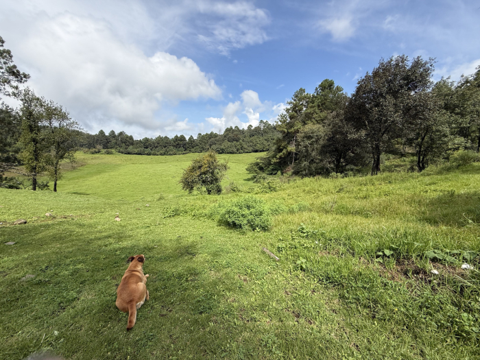 joya en san josé potrerillo