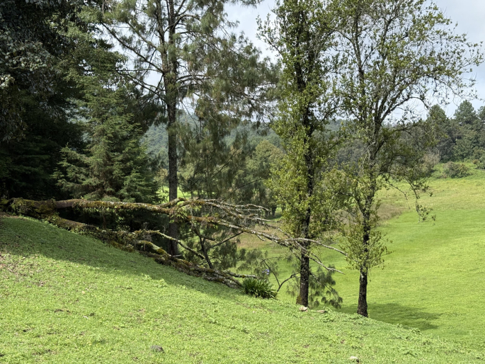 joya en san josé potrerillo