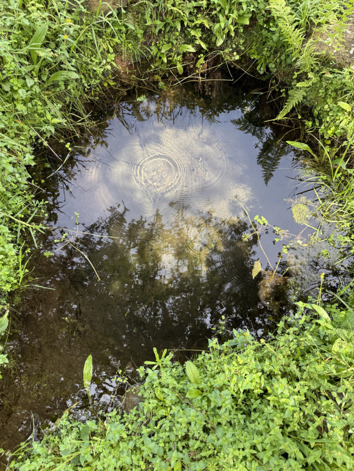 joya en san josé potrerillo