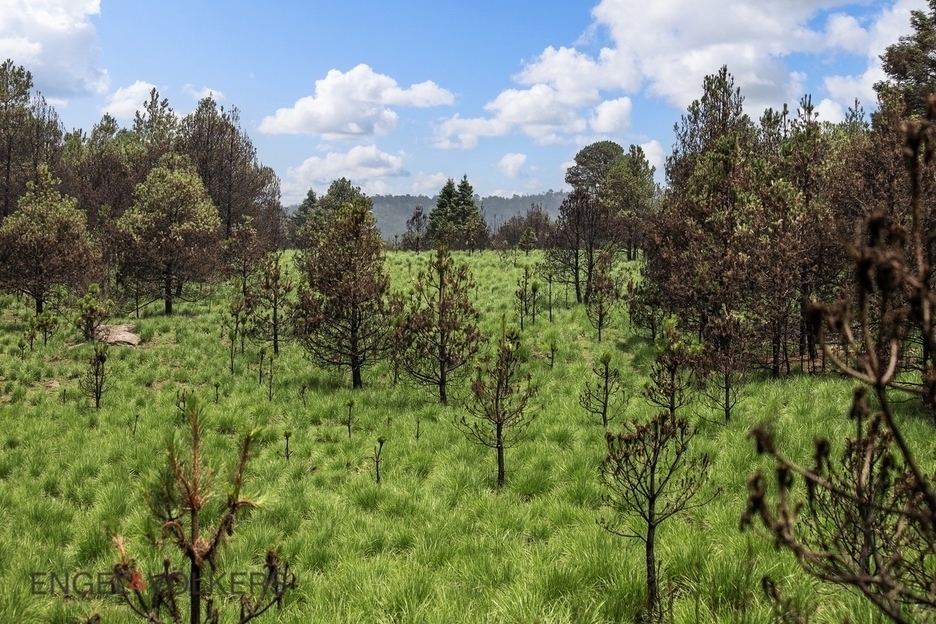 Venta De Terreno Para Inversión | El Tule �?? 125 Hectáreas