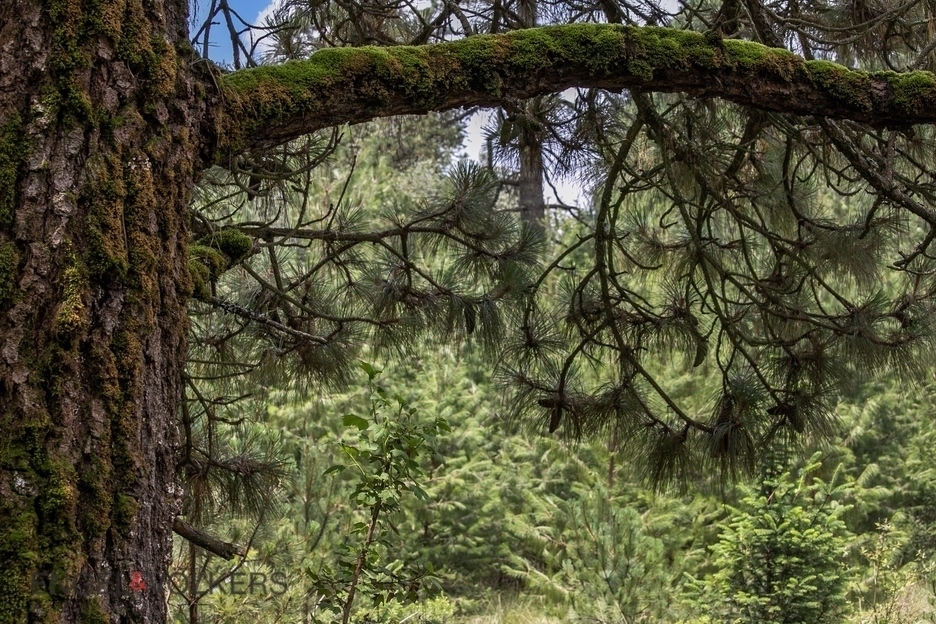 Venta De Terreno Para Inversión | El Tule �?? 125 Hectáreas