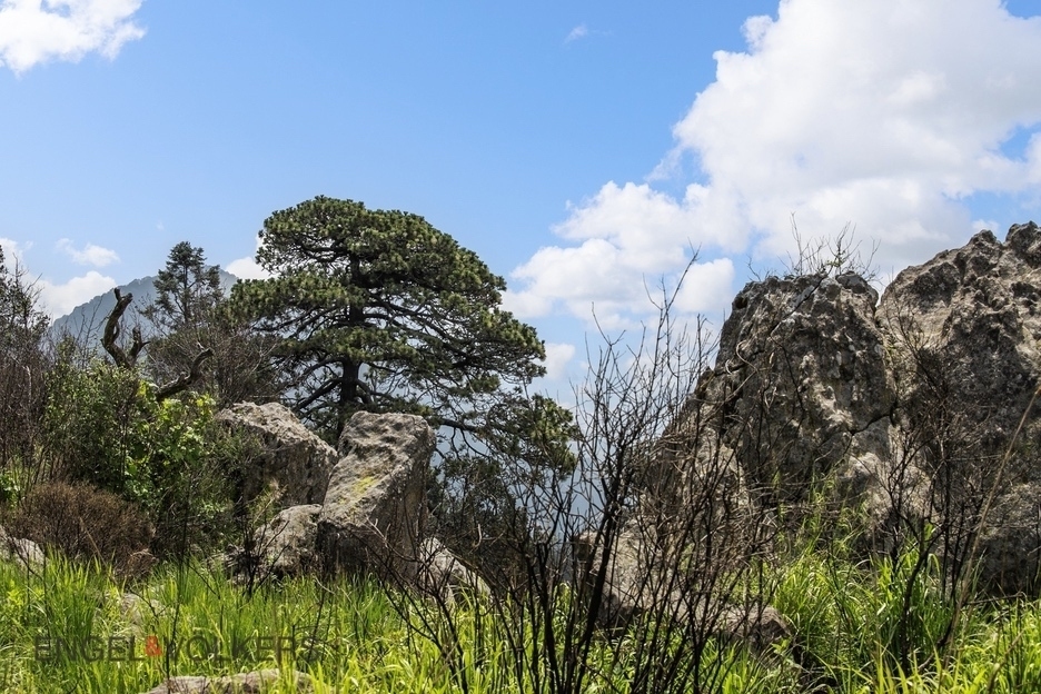 Venta De Terreno Para Inversión | El Tule �?? 125 Hectáreas