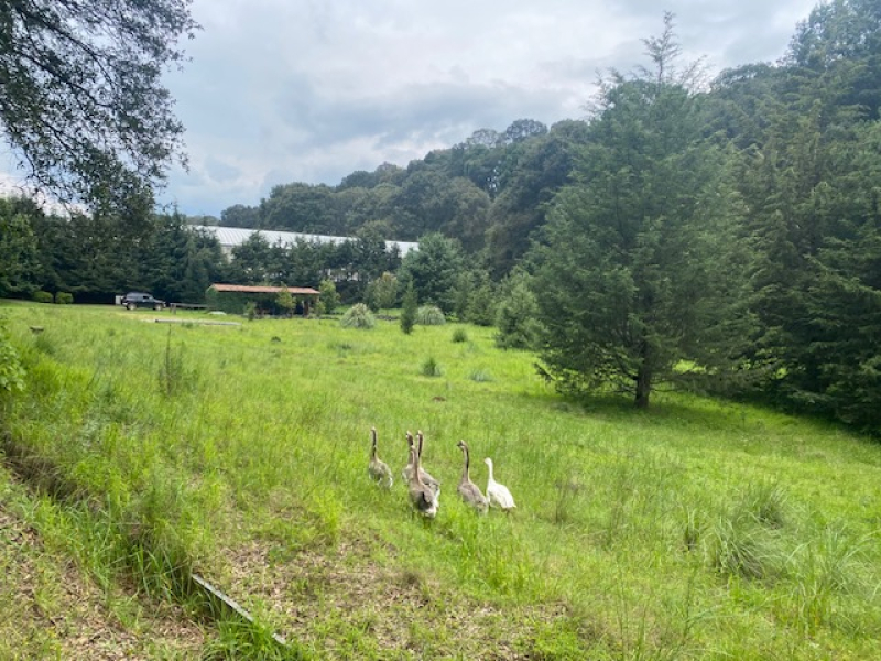 TERRENO, En VENTA, Lerma, San Miguel Ameyalco, Ocoyoacac, Edo México