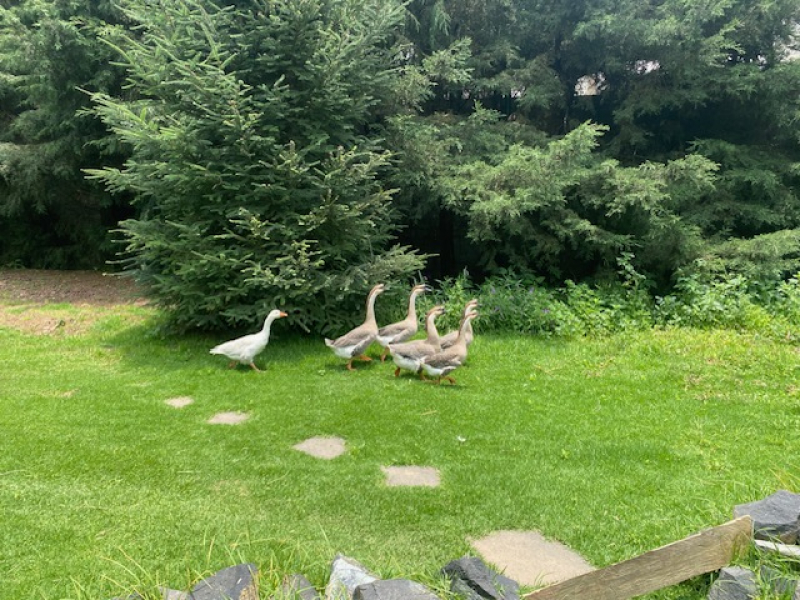 TERRENO, En VENTA, Lerma, San Miguel Ameyalco, Ocoyoacac, Edo México