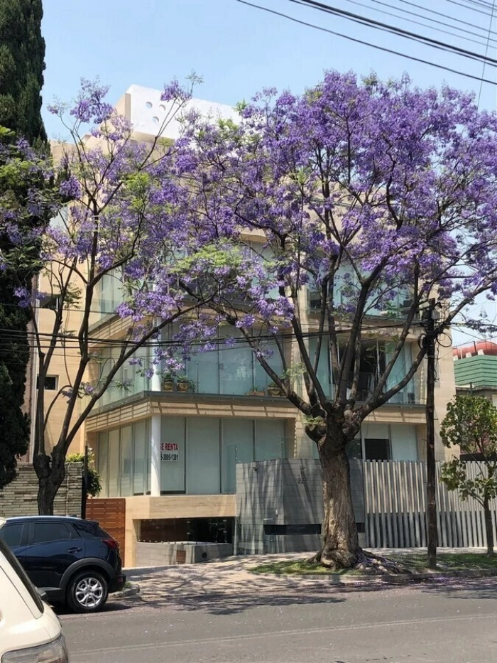 Departamento Venta Polanco III Sección Miguel Hidalgo CDMX