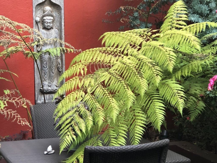 departamento en renta en polanco amueblado espectacular garden !!