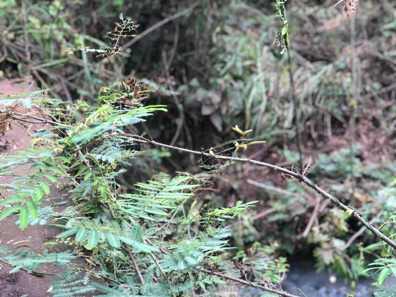 TERRENO EN VENTA, RIVERA  NAYARIT