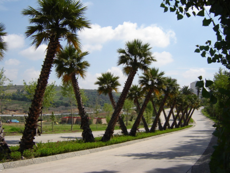 Departamento En Renta En Bosque Real