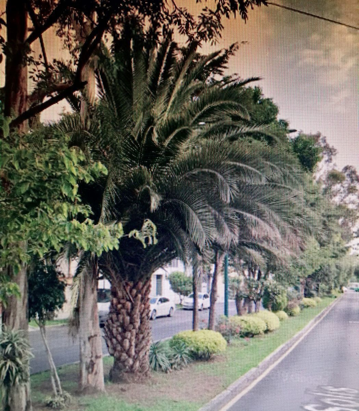 departamento en renta edificio boutique, irrigación a un lado de polanco