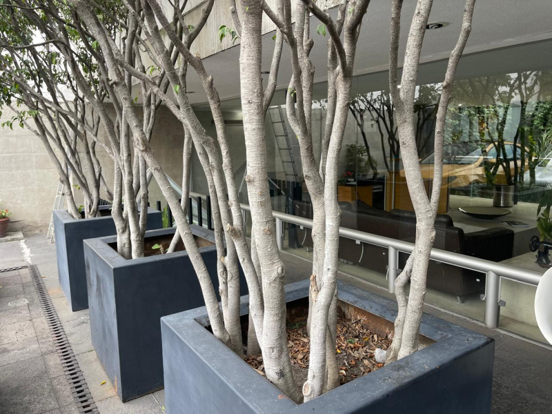 Casa Con Uso Comercial En Venta O Renta Sobre Avenida Reforma