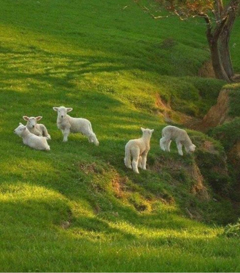 Terreno En Venta En San Miguel Ameyalco 