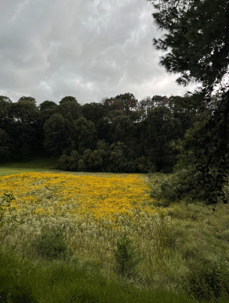 Terreno En Venta En San Miguel Ameyalco 