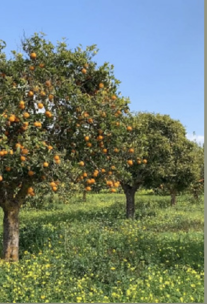 Terreno En Venta En San Miguel Ameyalco 