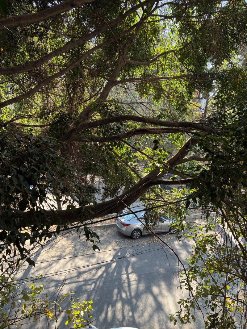 Oficina En Renta, Hipodrómo Condesa, Cuernavaca