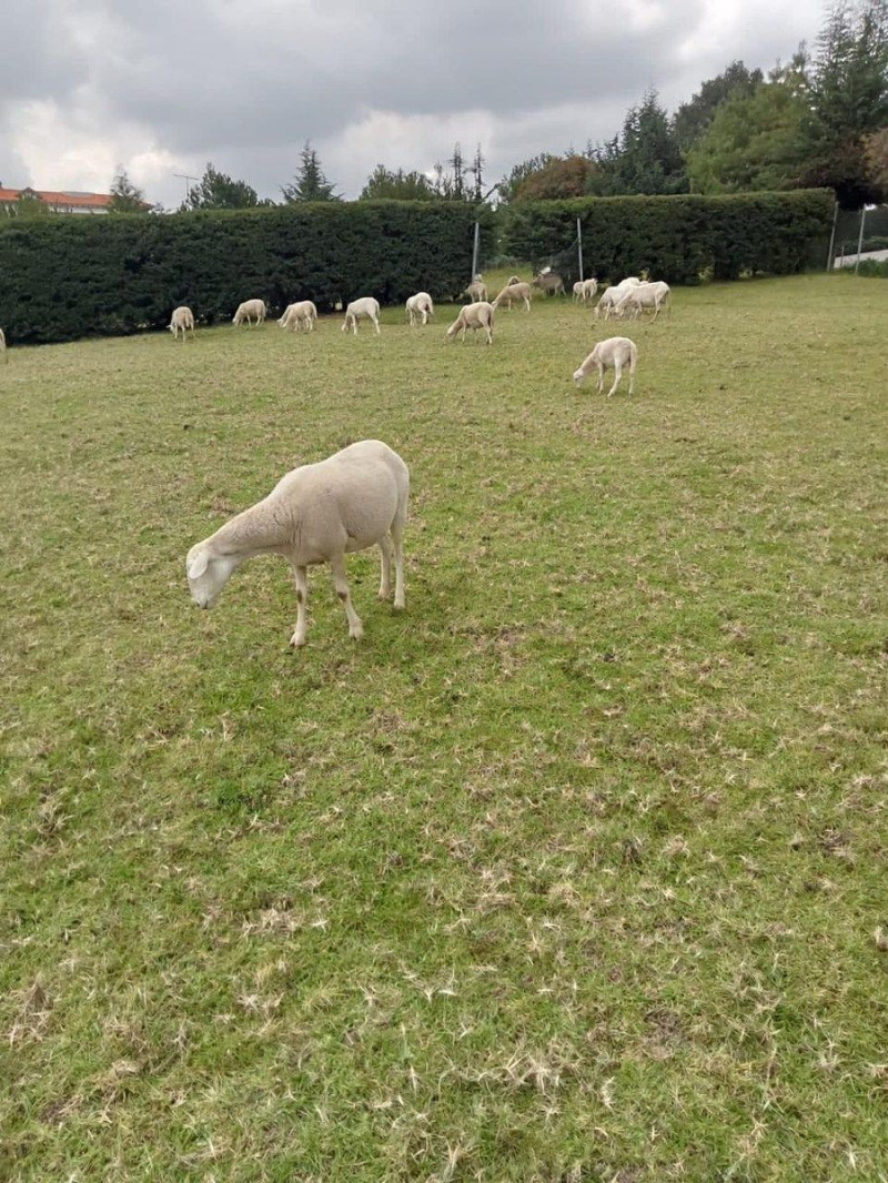 terreno en venta en cuajimalpa