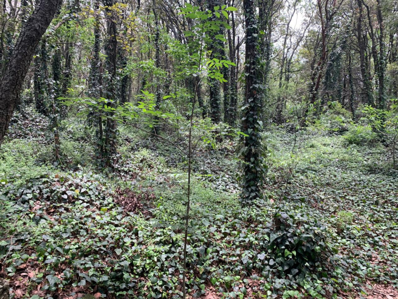 terreno en venta en tlalpuente