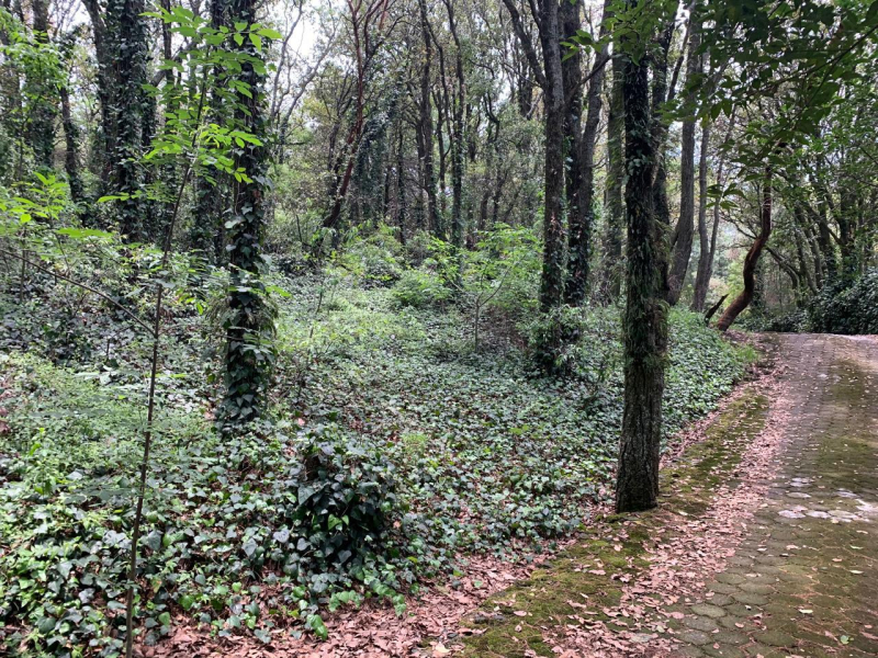 terreno en venta en tlalpuente