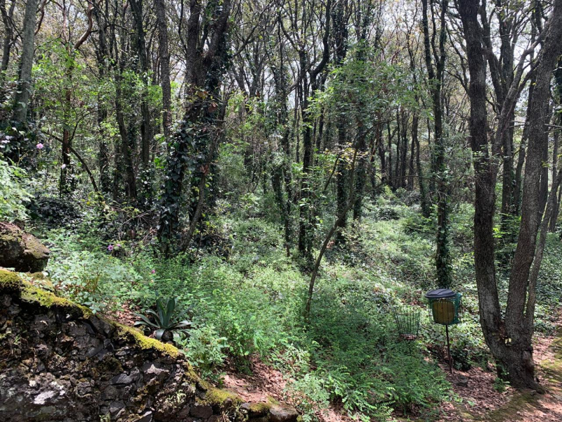 terreno en venta en tlalpuente