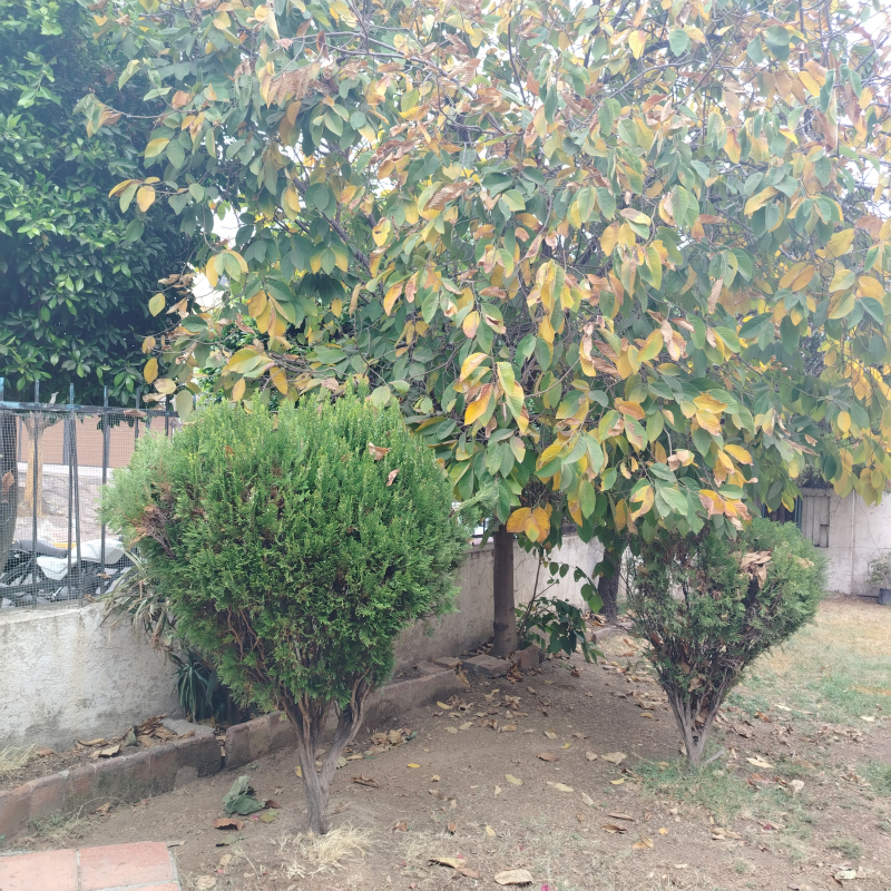 casa en venta en lomas de bellavista