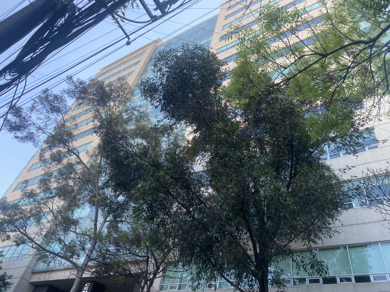 oficina en renta centro de negocios polanco