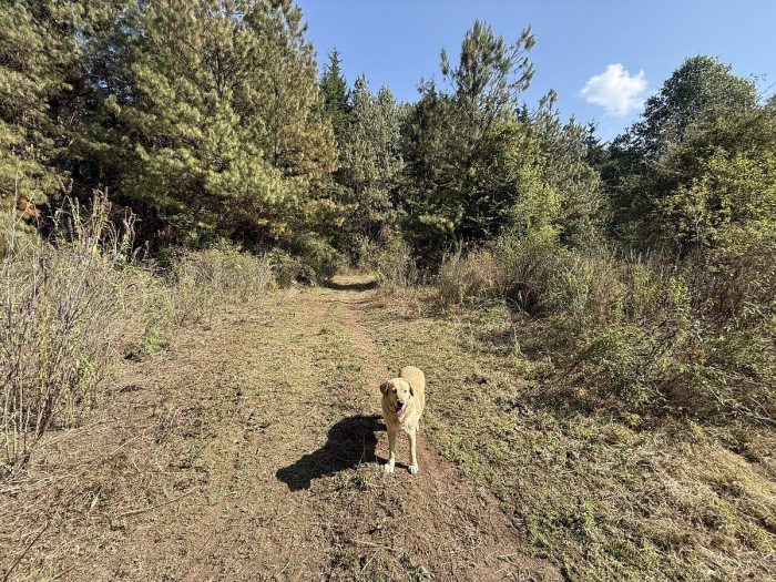 Terreno en San Simón el Alto