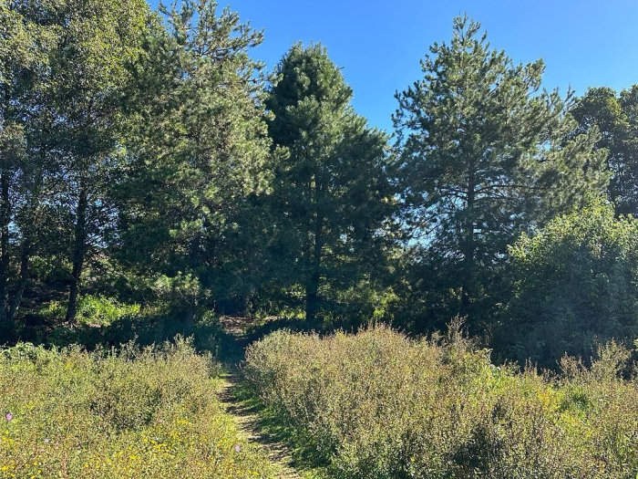 Joya en Rancho San Simón