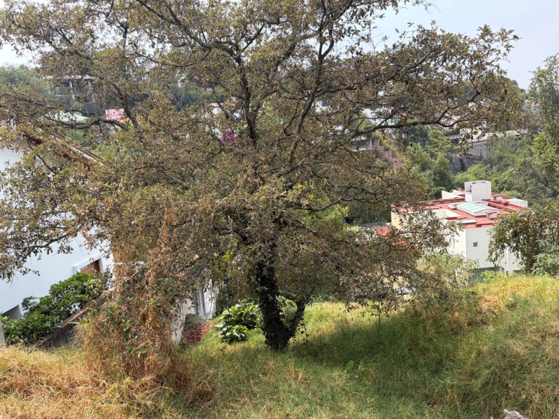 Terreno En Venta En Bosque De Las Lomas