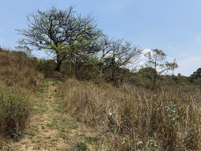 lote iii en la paloma